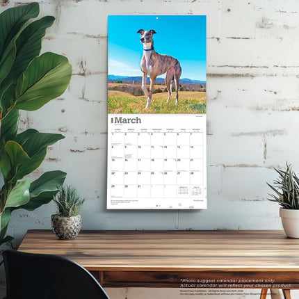 Browntrout Greyhound Kalender 2026
