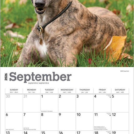 Browntrout Greyhound Kalender 2026