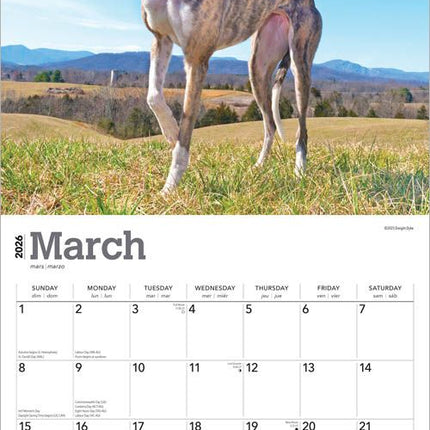 Browntrout Greyhound Kalender 2026