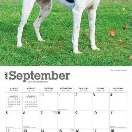 Browntrout Greyhound Kalender 2027
