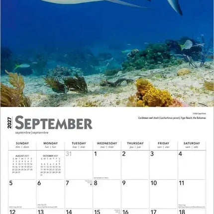 Browntrout Haaien - Sharks Kalender 2027