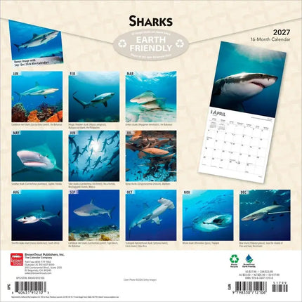 Browntrout Haaien - Sharks Kalender 2027