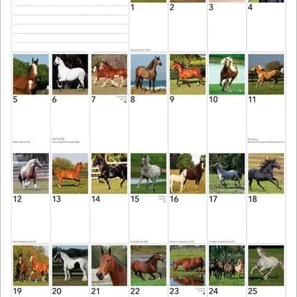 Browntrout I Love Horses 365 Days Kalender 2027