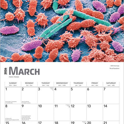 Browntrout Innerspace Kalender 2026