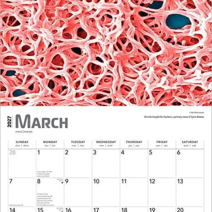 Browntrout Innerspace Kalender 2027