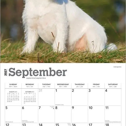 Browntrout Jack Russell Terrier Kalender 2027