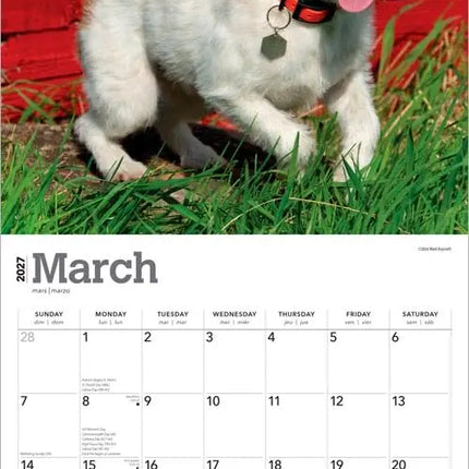Browntrout Jack Russell Terrier Kalender 2027