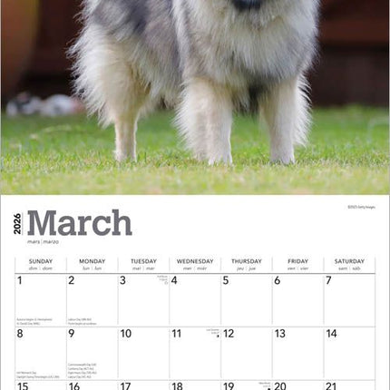Browntrout Keeshond Kalender 2027