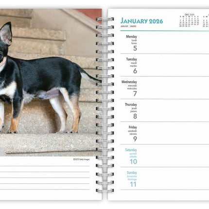 Browntrout Kittens Agenda 2026