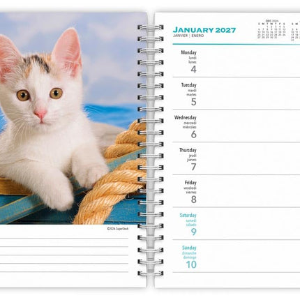 Browntrout Kittens Agenda 2027