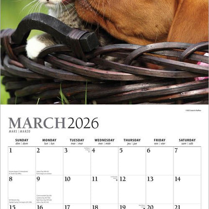 Browntrout Kittens and Puppies Kalender 2027