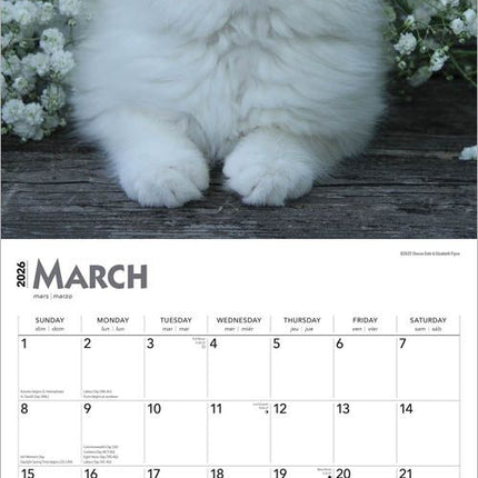 Browntrout Kittens Kalender 2026