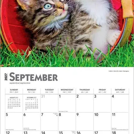 Browntrout Kittens Kalender 2027