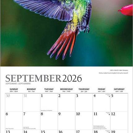 Browntrout Kolibries Kalender 2026