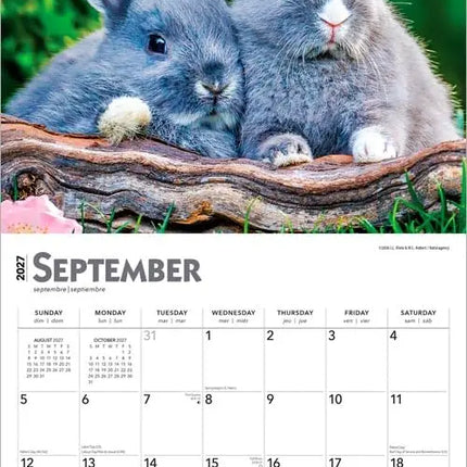Browntrout Konijnen Kalender 2027