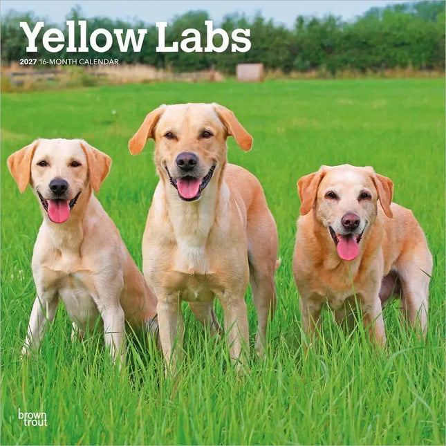 Browntrout Labrador Retriever Blond Kalender 2027