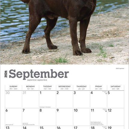 Browntrout Labrador Retriever Bruin Kalender 2026