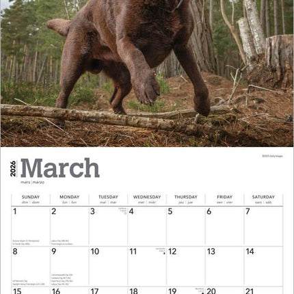 Browntrout Labrador Retriever Bruin Kalender 2026
