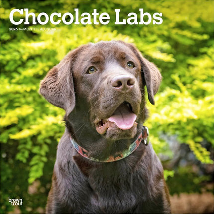 Browntrout Labrador Retriever Bruin Kalender 2026