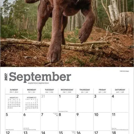 Browntrout Labrador Retriever Bruin Kalender 2027