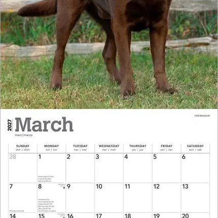 Browntrout Labrador Retriever Bruin Kalender 2027