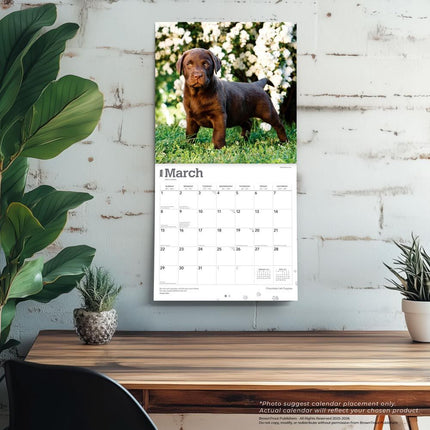 Browntrout Labrador Retriever Bruin Puppies Kalender 2026