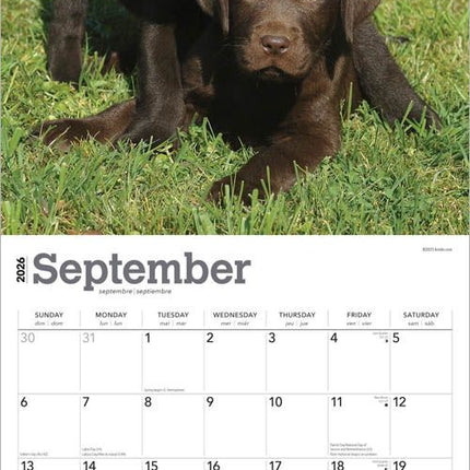 Browntrout Labrador Retriever Bruin Puppies Kalender 2026