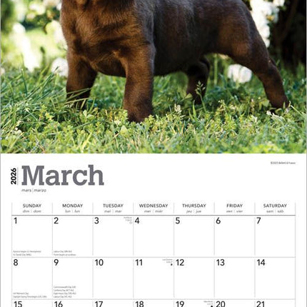 Browntrout Labrador Retriever Bruin Puppies Kalender 2026