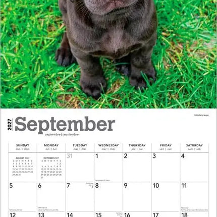 Browntrout Labrador Retriever Bruin Puppies Kalender 2027