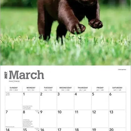 Browntrout Labrador Retriever Bruin Puppies Kalender 2027