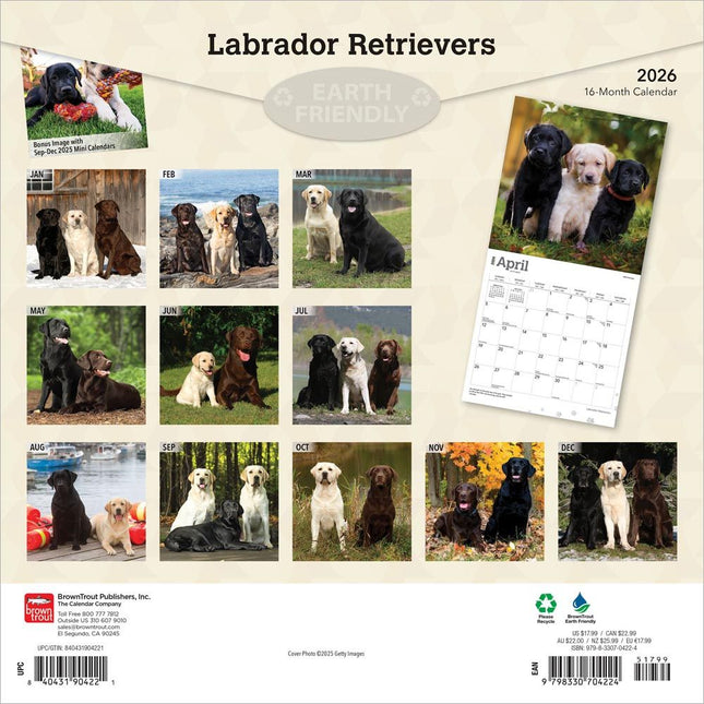 Browntrout Labrador Retriever Mixed Kalender 2026