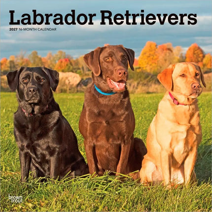 Browntrout Labrador Retriever Mixed Kalender 2027