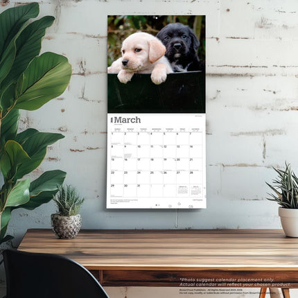 Browntrout Labrador Retriever Puppies Kalender 2026