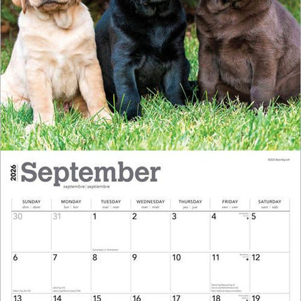 Browntrout Labrador Retriever Puppies Kalender 2026