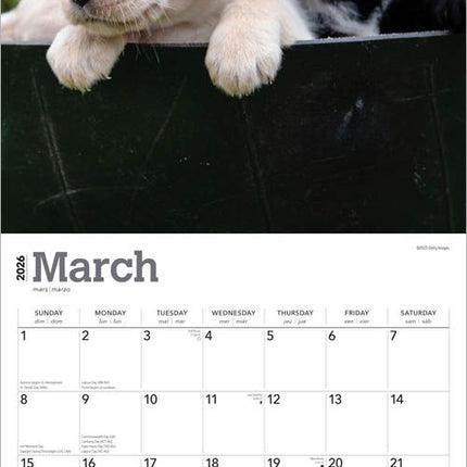 Browntrout Labrador Retriever Puppies Kalender 2026