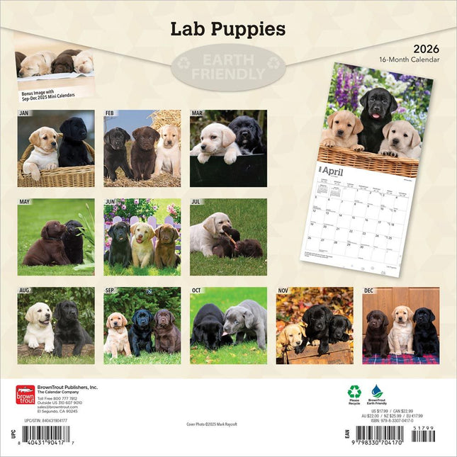 Browntrout Labrador Retriever Puppies Kalender 2026