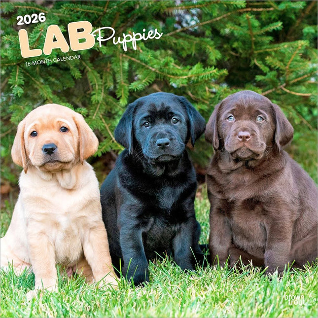 Browntrout Labrador Retriever Puppies Kalender 2026