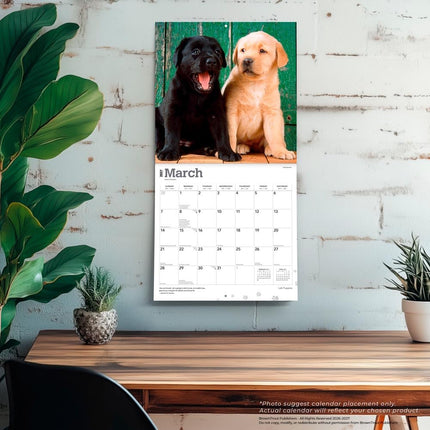 Browntrout Labrador Retriever Puppies Kalender 2027