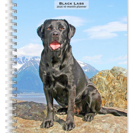 Browntrout Labrador Retriever Zwart Agenda 2027