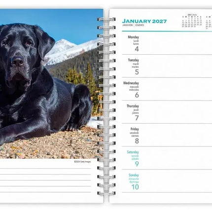 Browntrout Labrador Retriever Zwart Agenda 2027
