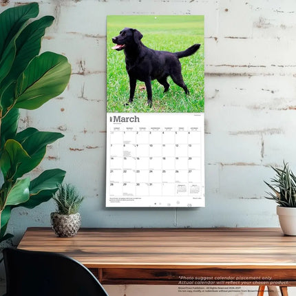 Browntrout Labrador Retriever Zwart Kalender 2027