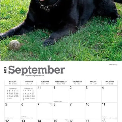 Browntrout Labrador Retriever Zwart Kalender 2027