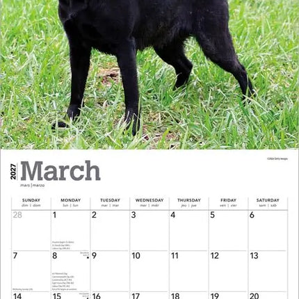 Browntrout Labrador Retriever Zwart Kalender 2027