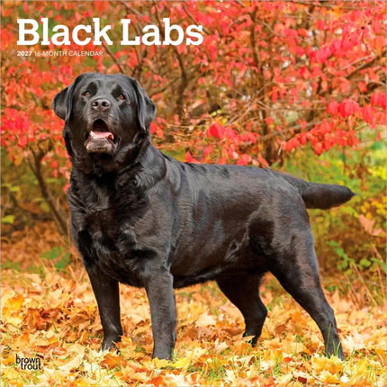 Browntrout Labrador Retriever Zwart Kalender 2027
