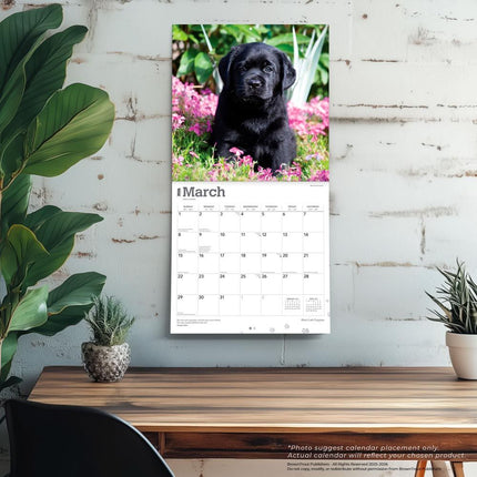 Browntrout Labrador Retriever Zwart Puppies Kalender 2026