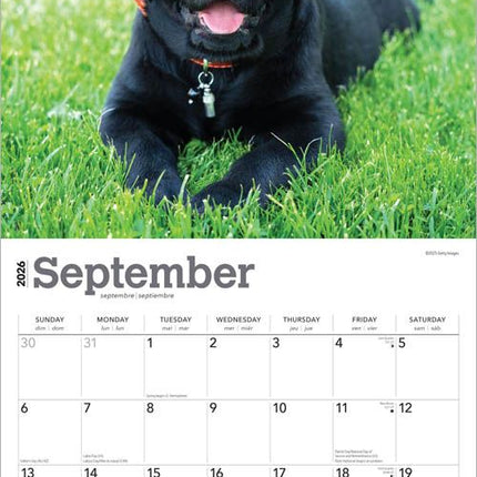 Browntrout Labrador Retriever Zwart Puppies Kalender 2026