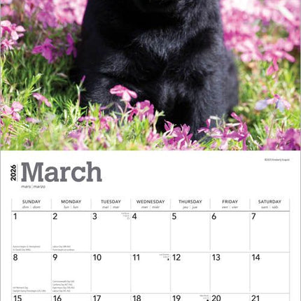 Browntrout Labrador Retriever Zwart Puppies Kalender 2026