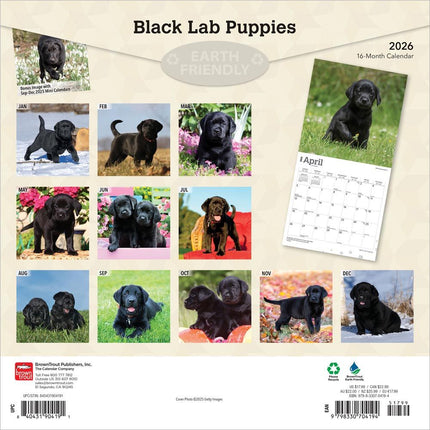 Browntrout Labrador Retriever Zwart Puppies Kalender 2026