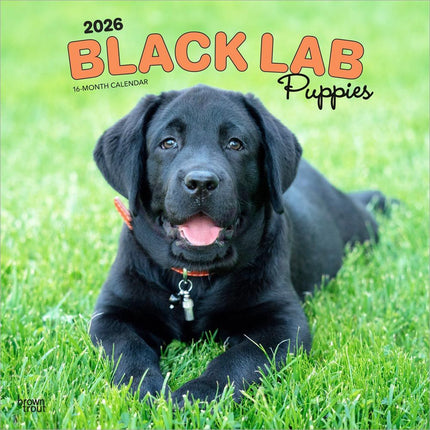 Browntrout Labrador Retriever Zwart Puppies Kalender 2026