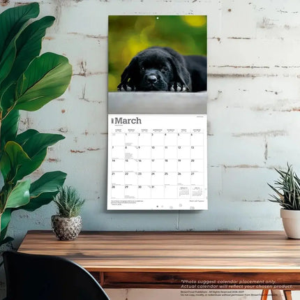 Browntrout Labrador Retriever Zwart Puppies Kalender 2027